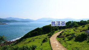 龙生普洱茶价格表全览：品种、口感、价格一应俱全