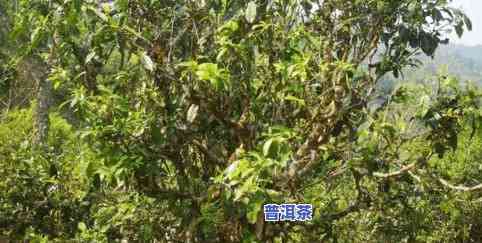 1500克普洱茶饼收纳盒-1500克普洱茶饼收纳盒多少钱