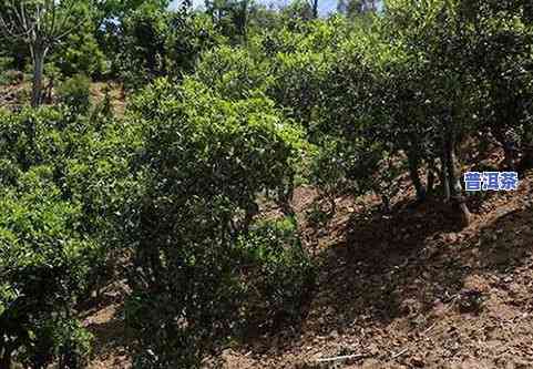 冰岛普洱茶小茶饼怎么喝好，怎样正确冲泡冰岛普洱茶小茶饼？