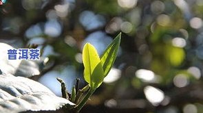 冰岛古树茶茶树，探索神秘的冰岛古树茶：一种稀有的茶树品种