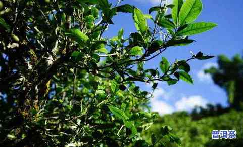 冰岛古树茶茶树，探索神秘的冰岛古树茶：一种稀有的茶树品种