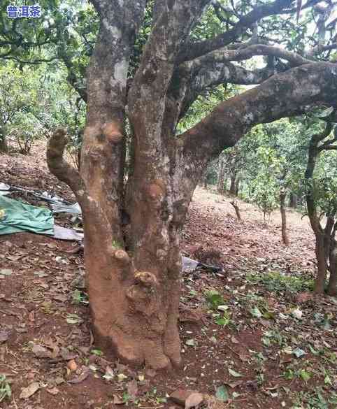 冰岛五寨古树茶排名第几，揭秘：冰岛五寨古树茶的排名究竟如何？