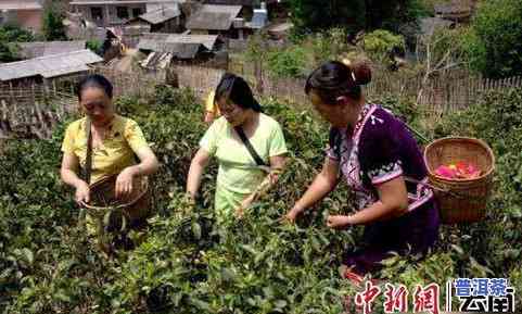 普洱茶扶贫-云南普洱扶贫