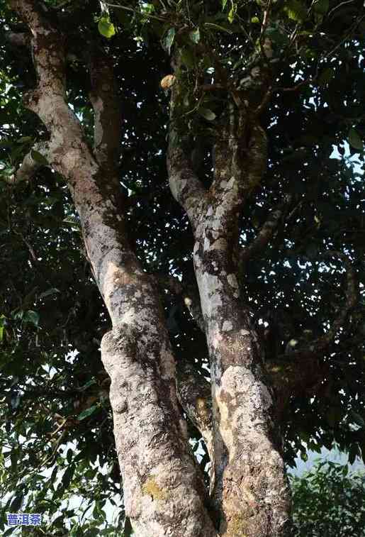 冰岛南迫古树茶口感特点，探秘冰岛南迫古树茶的独特口感特点