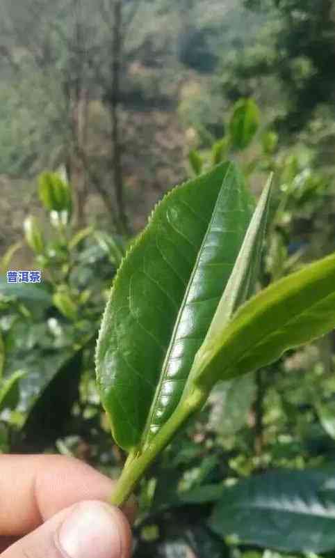 冰岛大叶种茶百科-冰岛大叶种茶百科