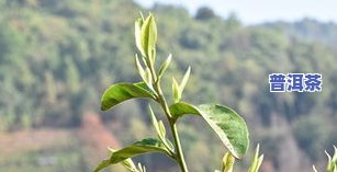 冰岛古树熟茶多少钱-冰岛古树熟茶多少钱一斤