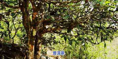 冰岛古树茶生产厂家-冰岛古树茶生产厂家地址