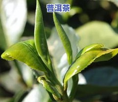 普洱茶古树资源有哪些特点呢，探秘古树普洱茶：揭秘其特别资源特性