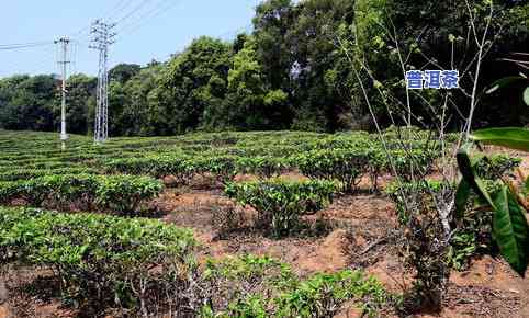 云南大渡岗普洱茶价格，【大渡岗普洱茶】2023年云南大渡岗古树春茶，大渡岗普洱生茶，大渡岗古树茶叶，大渡岗茶叶厂家直销一手货源，品质保证，全国发货！