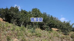 冰岛五寨地界古树茶-冰岛五寨地界古树茶价格