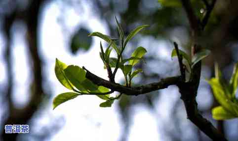 龙润茶润家号：介绍、价格一览