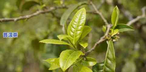 冰岛大叶种茶是什么的一种，解密茶叶新宠：冰岛大叶种茶的由来与特点