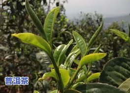 冰岛古树茶的样子：图片揭示其独特特征