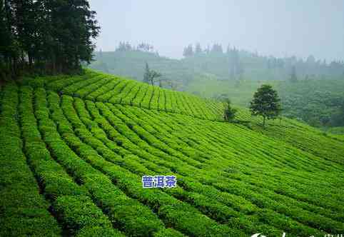 贵州普安县茶叶市场有哪些，探索贵州普安县茶叶市场的丰富选择