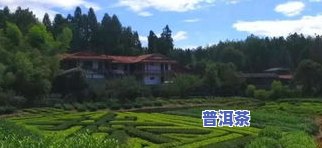 冰岛五寨是哪儿的茶园？探究其产地与品种特性