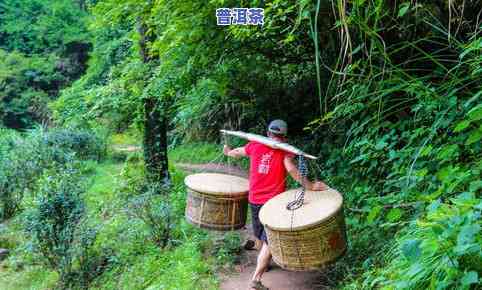 普洱生茶的冲泡视频-普洱生茶的冲泡视频教程