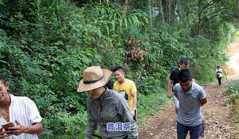 用古树纯料做普洱茶可以吗-用古树纯料做普洱茶可以吗视频