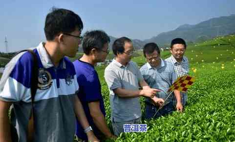 各个地方的茶叶普及-各个地区的茶叶