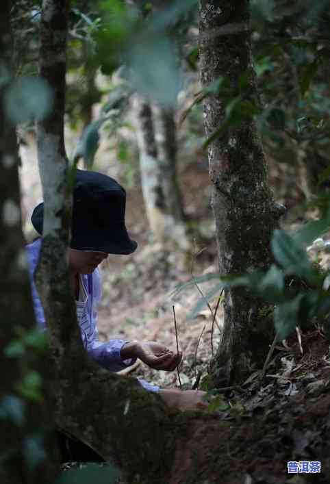 冰岛老茶头怎么样，深度解析：冰岛老茶头的口感和品质特性