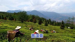 普洱茶不爱喝怎么办呢女生-普洱茶不爱喝怎么办呢女生可以喝吗