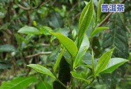 老班章与易武茶的区别，探秘普洱茶世界：老班章与易武茶的差异比较