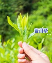 老班章和大益普洱茶哪个好，老班章 vs 大益普洱茶：一场口感与价值的较量