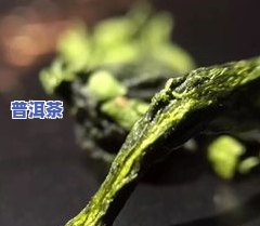 铁观音茶树介绍-铁观音茶树介绍和特点