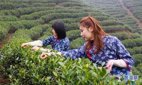 普洱茶光山-小光山普洱茶