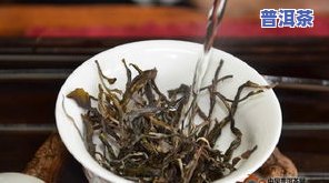 探索冰岛古树茶的独特口感特点