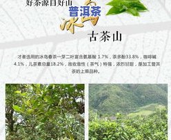 探究冰岛古树春茶与秋茶的区别