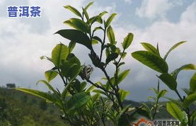 探究冰岛古树春茶与秋茶的区别