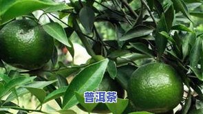 犇富小青柑普洱茶价格-福柑源小青柑普洱茶