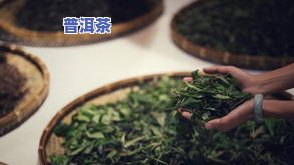 古树旋律是啥，探秘古树旋律：一种特别的音乐体验