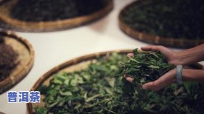 普洱茶纯料的含义及定义是什么？