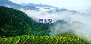 冰岛老寨茶业，探索冰岛老寨茶业：优质茶叶的源头和故事