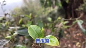 普洱茶：种类、特性和制作工艺全解析