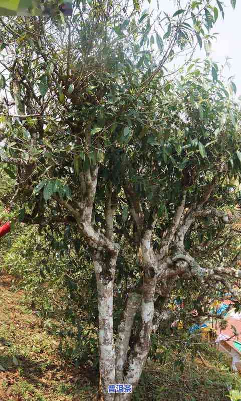 冰岛古树茶树龄：探寻千年古木的秘密