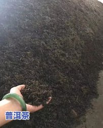 古树普洱茶泡法大全视频教学