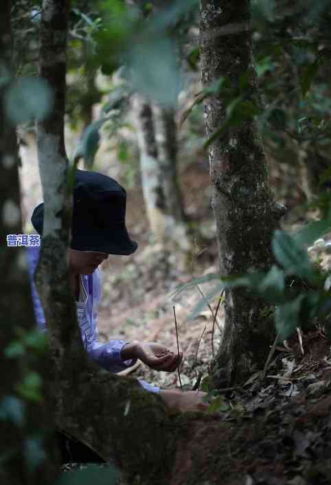 冰岛老树茶价格，探究冰岛老树茶的价格：一份详尽的市场分析