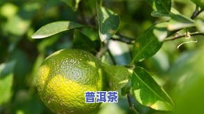 新会柑普茶价格全解：一斤、一盒多少钱？