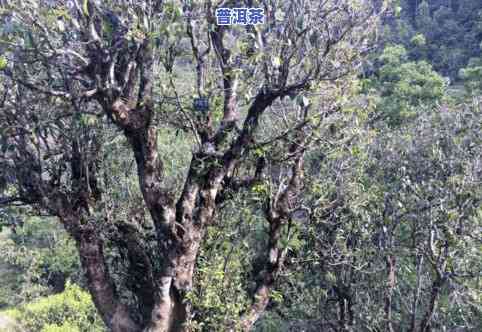 冰岛800年老树的普洱茶价格，探索古老韵味：冰岛800年老树普洱茶的价格解析