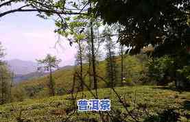 长治冰岛普洱茶-冰岛普洱茶山