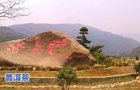 长治冰岛普洱茶-冰岛普洱茶山