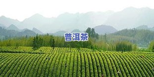 茶叶的主产地在哪里-茶叶的主产地在哪里呢