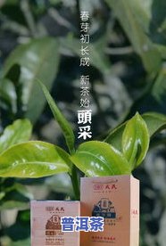 戎氏母树茶2018价格，揭秘戎氏母树茶2018年市场价格，你不可不知的茶叶珍品！