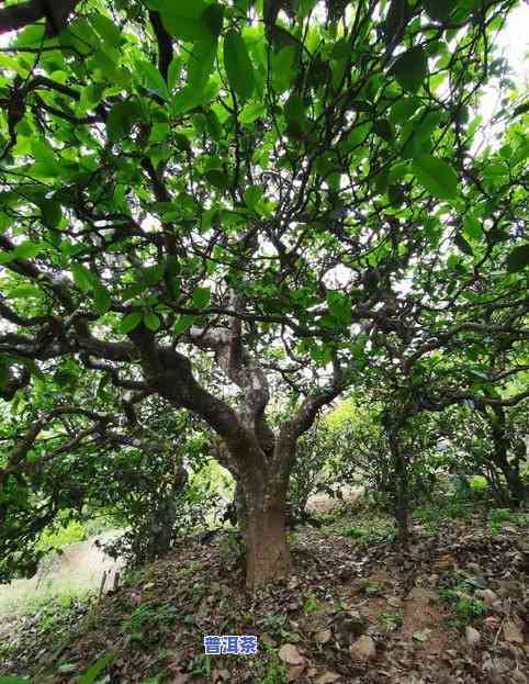 十多年普洱茶什么价格，普洱茶价格走势：过去10多年的价格变化分析