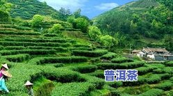 枣香老茶砖-枣香老茶砖甲级价格