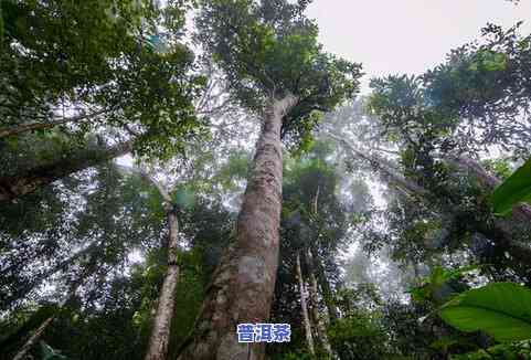 普洱茶煮鸡蛋怎么样好喝，「煮蛋新吃法」：普洱茶煮鸡蛋，口感醇厚又养生！