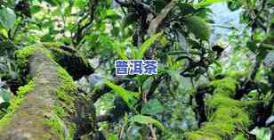 老班章七子茶饼价格：2006年与现代的区别