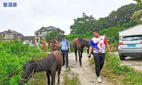 成都普洱茶产地哪里更好-成都普洱茶产地哪里更好喝